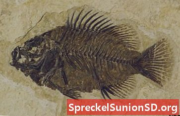 グリーンリバーフォーメーションの魚の化石