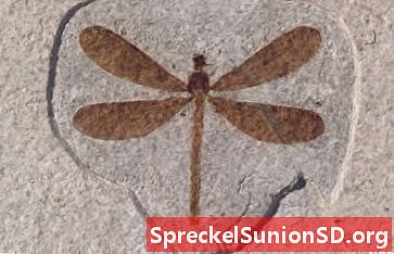 Insetti fossili di formazione del Green River: libellula, scarabei