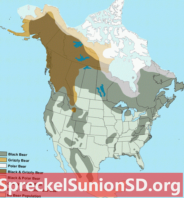 מפה של איפה חיים דובים בצפון אמריקה